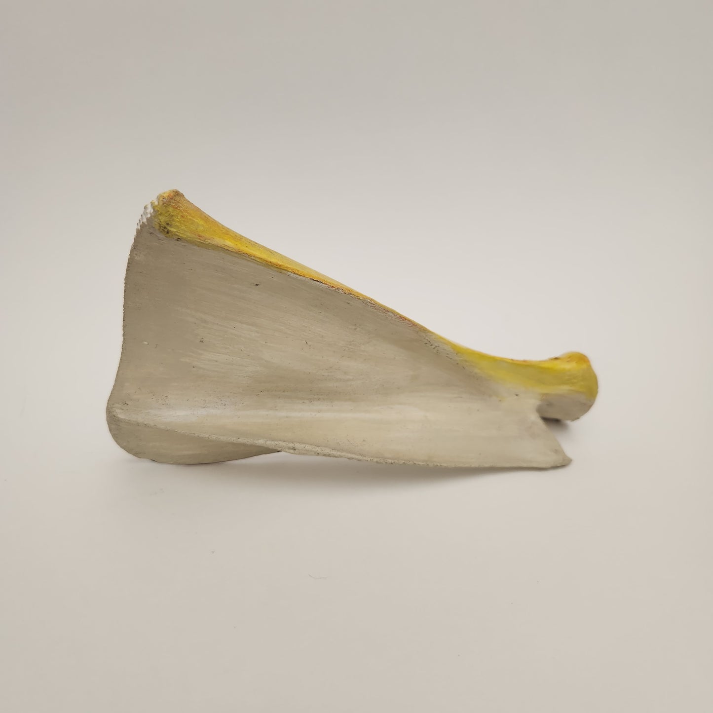 Western Cowboy Theme Artwork Painting, on a Deer Shoulder (scapula) Bone