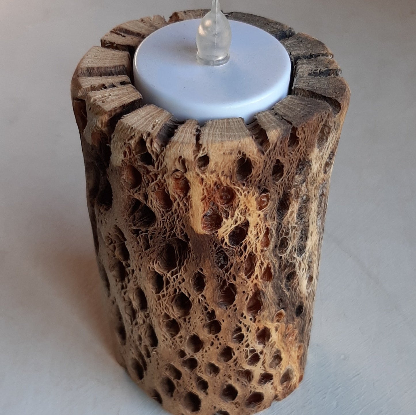 Cholla Cactus Candle Holder/Handcrafted Southwestern Cholla Cactus